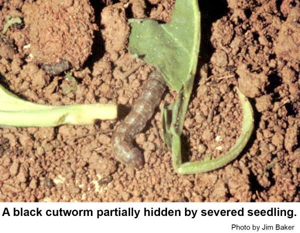 Black cutworms chew seedlings
